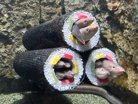 仙台うみの杜水族館公式(@sendaiuminomori)のXより