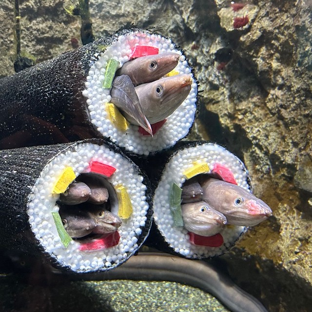 仙台うみの杜水族館公式(@sendaiuminomori)のXより