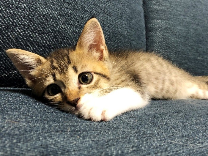 保護してまもなくのモナカ（昌宏さん提供）