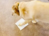 「ティッシュ」でお試し。リンちゃんの反応は？（画像提供：リンちゃんゼルちゃん）