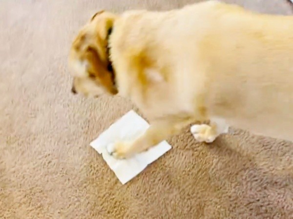 「ティッシュ」でお試し。リンちゃんの反応は？（画像提供：リンちゃんゼルちゃん）