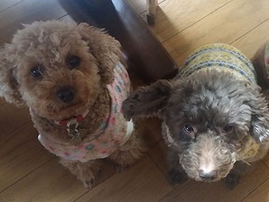 なぜ愛犬が観葉植物を食べてしまうの？　その理由がわかった！