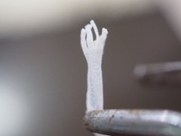 まるで宇宙人の手みたい！ヤモリの赤ちゃんの手の皮／ぴよ@カエルと暮らすさん（@PIYO_KAERU）提供