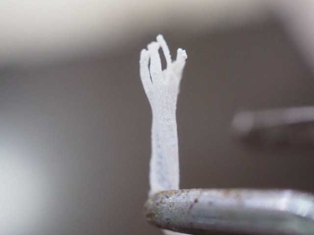 まるで宇宙人の手みたい！ヤモリの赤ちゃんの手の皮／ぴよ@カエルと暮らすさん（@PIYO_KAERU）提供