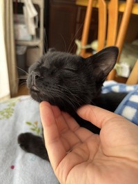 幸せそうな表情を浮かべる、愛猫のミルミルちゃん
