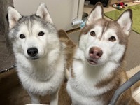 アイドル風のポーズで庭にいたシベリアンハスキーのシルビアちゃん（左）とシャンテちゃん（右）（提供：ハマジさん @xxhama2）