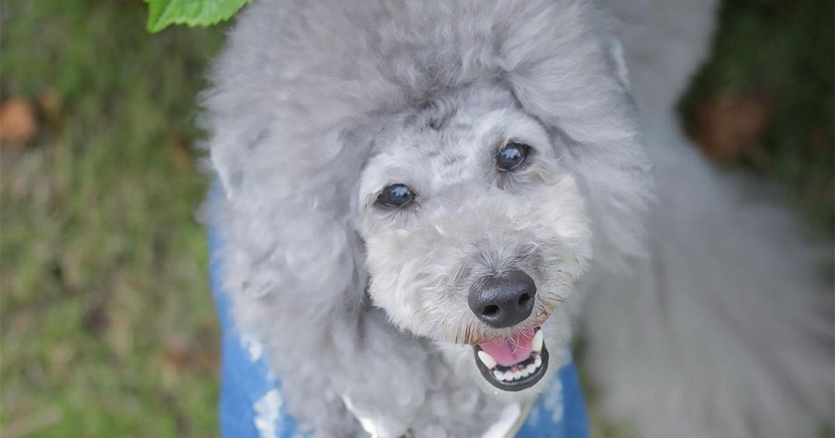 あじさいをみにお台場へ来たよ 甘えん坊なトイプードル「ラフ」 | 「犬