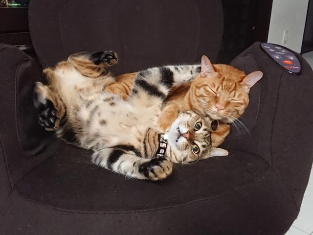 兄弟のように仲良し＝渡邉さん提供