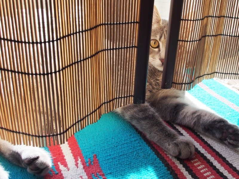 新しい生活。ひなたぼっこが大好きなサラ