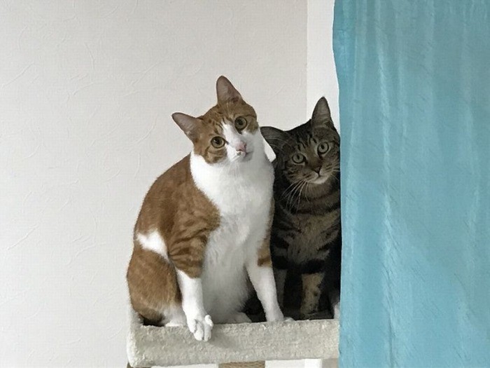 お兄ちゃん猫「幸村」と