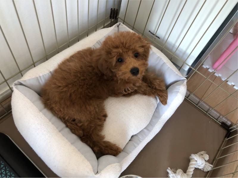 この写真ではゼリーちゃん、落ち着いて見えるのだけど……（お父さん提供）