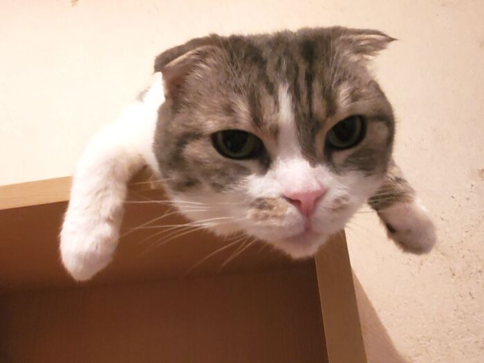 実家に帰ると、だらーんとしたちび