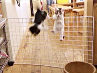 真似をして同じように飛び越える（左から）獅子丸くん、リンちゃん（画像提供：奥多摩ラフティング・カヌー・カヤック・SUP／コンセプトさん）