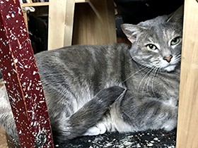 パリ、２匹の猫との暮らし　肩乗り猫「みつ」とシャイな「ハク」