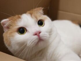 この子のおかげですっかり“猫様ファースト”な生活に　段ボール大好きスコ「メル」