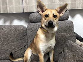 今、甘えたいモードだワン　ママこっち来て？　MIX「テテ」