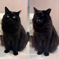 様々な表情を見せてくれるもんちゃん（提供：もんちゃんさん）