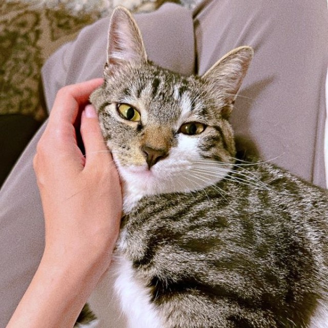 膝上に乗ってくつろぐチャイちゃん（画像提供：nekokawaii1214さん）