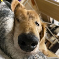 寝ぼけ眼の太陽くん＝shakyamunico0408さん提供