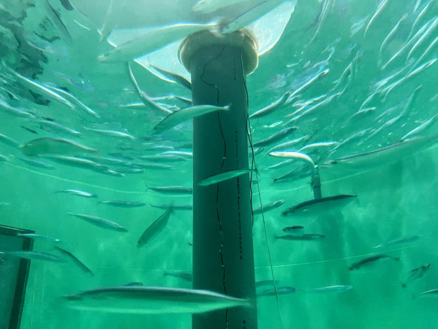 飼育試験中のサンマ