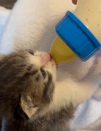 子猫は激しい嘔吐を起こしたり、ウイルス性腸炎にかかったりと命がけのミルク育児だったという（「さくらねこDays」さん提供、Instagramよりキャプチャ撮影）