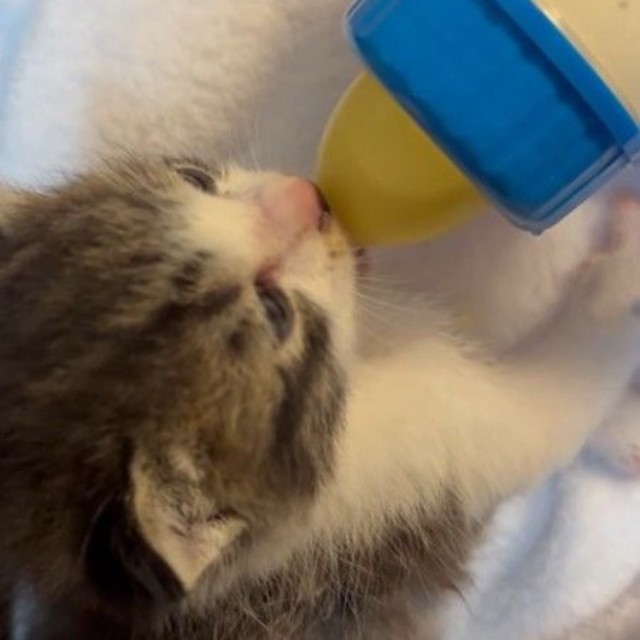 子猫は激しい嘔吐を起こしたり、ウイルス性腸炎にかかったりと命がけのミルク育児だったという（「さくらねこDays」さん提供、Instagramよりキャプチャ撮影）