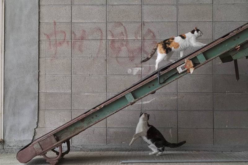 [かべねこ」より　（撮影　吉田裕吏洋）