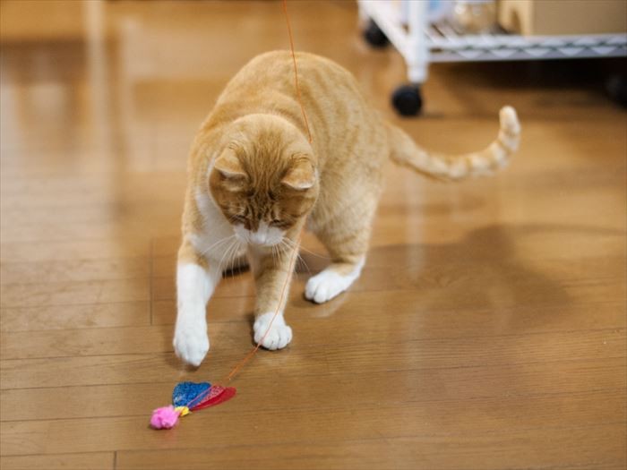「動かなくなっちゃったぞ、電池切れかな、おばちゃんが」（小林写函撮影）