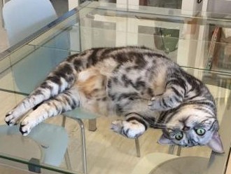 猫と快適に暮らす“にゃんション”？　生活アイデアいろいろ