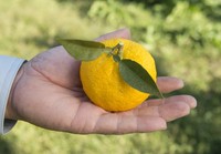 高知県川北村のゆず　※写真はイメージ（ウテナ提供）