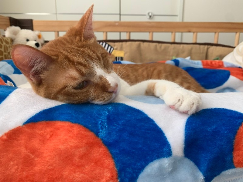 ベビーベッドで休んでいます（高橋さん提供）