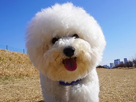 いつもニコニコ笑顔　ゴロンが得意なビションフリーゼ「陸」