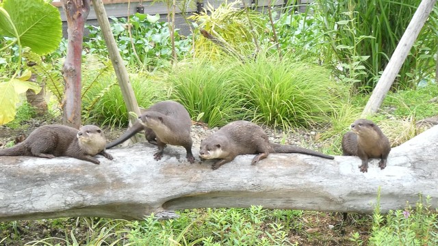 四肢には「コツメカワウソ」という名の由来でもある小さな爪。太く長い尻尾は泳ぐときの舵取りに使うのだそう