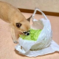 丸ごとキャベツを食べる先輩犬（画像提供：みーさん）
