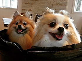 ポメラニアンのモモとナナがやって来て、共働き夫婦が「家族」に