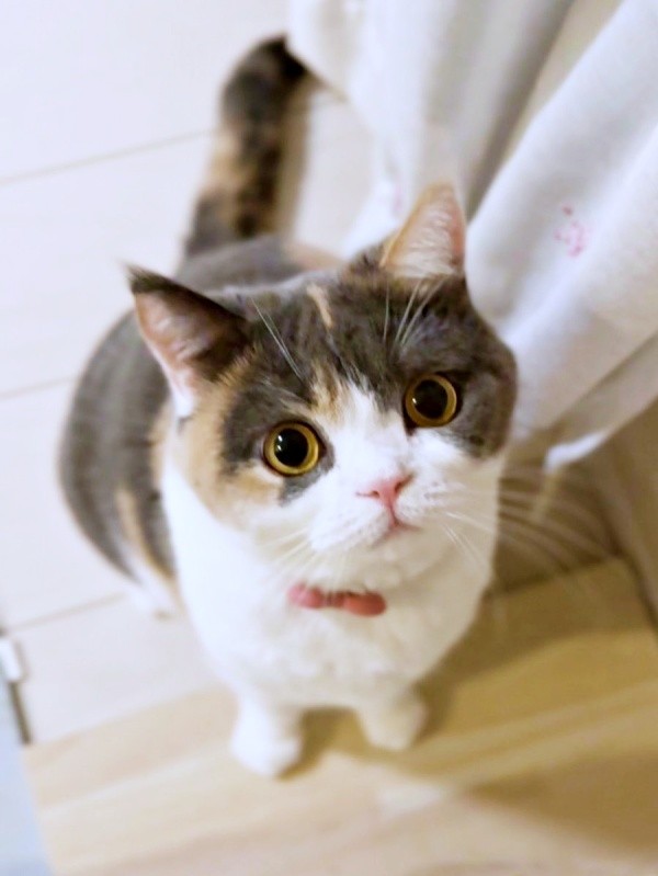 つぶらな瞳がキュートなみゅーちゃん（画像提供：MIU&RINさん）