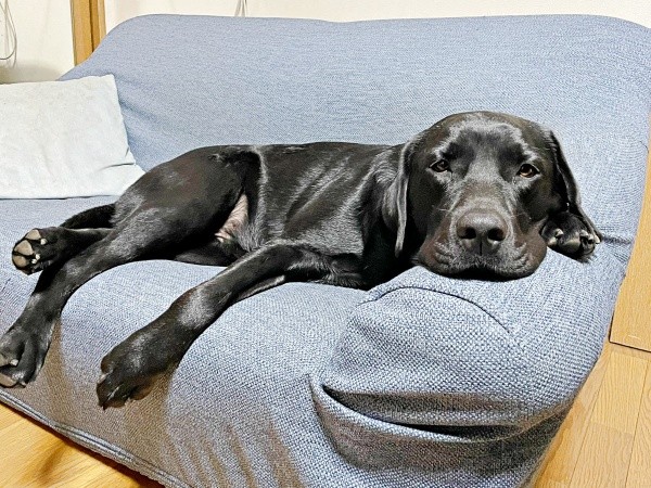 ソファでまったりくつろぐハロくん（画像提供：ハロさん）