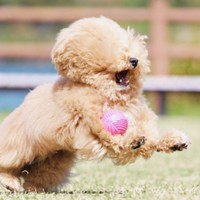 ボールを追い越して全力疾走するポテチくん（画像提供：ポテチやでさん）