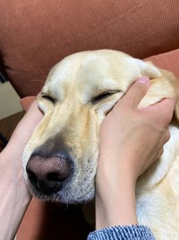 「ナン」に似ていたロキくん。ナンの生地みたいにほっぺがもちもち（画像提供：ロキの相方さん）