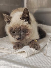 ずっと下を向いていたが・・・顔を上げた（「にゃんこ先生family」さん提供）