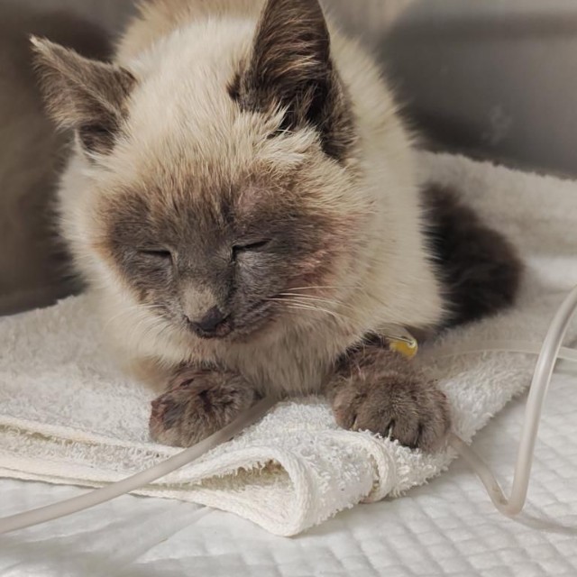 ずっと下を向いていたが・・・顔を上げた（「にゃんこ先生family」さん提供）