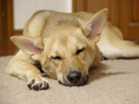 殺処分の前日に引き出された犬「うめ」　いまは家族と川の字