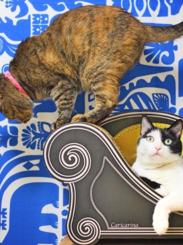 お洒落なお部屋で絵になる２匹