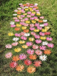 コスモス100本！洗濯バサミ800個使用　