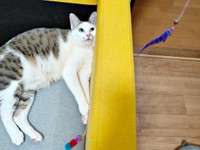 おもちゃをみつめるマルちゃん（画像提供：越南猫の日本暮らしさん）