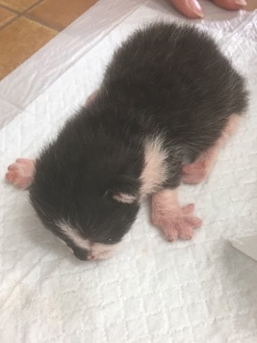 会社の事務所に野良猫の母が入り込んで3兄妹を生み、数時間後にボランティア宅に。わずか９５ｇだった。