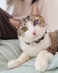 当初の弱々しかった面影はどこにもなく、自己主張をいっぱいするような猫に変身（服部さん提供）