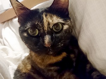 猫にのられて身体が痛い…でも我慢　それが愛の証し？