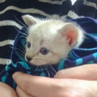 子猫だった時のルカちゃん＝ルカクラさんさん（@sangoruka_cats）提供