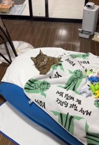 まるで人間のように布団に入る猫さん（midoriさん提供、Instagramよりキャプチャ撮影）